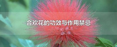 ​合欢花的功效与作用合欢花介绍 合欢花的药用价值与功效