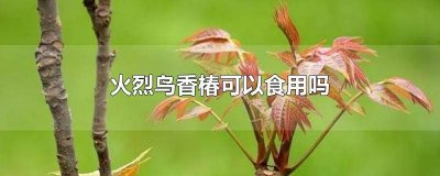 ​火烈鸟香椿百度百科 火烈鸟香椿和红油香椿