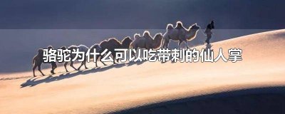 ​骆驼怎么吃带刺的仙人掌 骆驼吃仙人掌怕刺吗视频