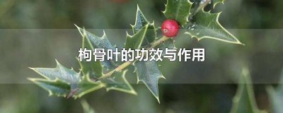 ​枸骨根的功效与作用与用量 本草纲目枸骨根的功效与作用