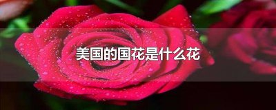 ​美国的国花是什么花: A:玫瑰 B:牡丹 C:满天星 美国的国花是什么花