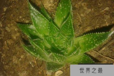 ​防辐射最强的7种植物：防辐射植物哪个最好？