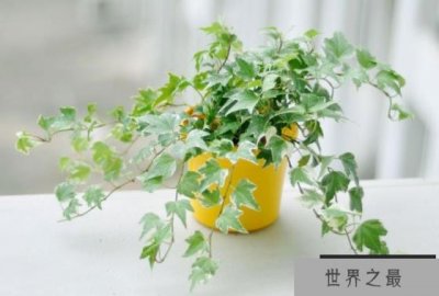 ​10种室内最好养的植物：常春藤、吊兰均上榜