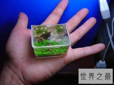 ​世界上最小的水族馆