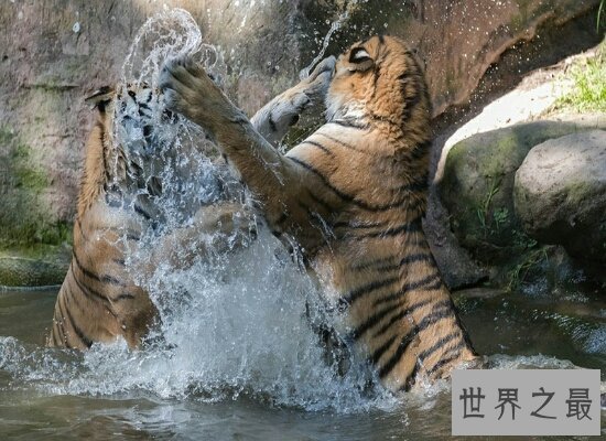 世界上体重最大的肉食性猫科动物西伯利亚虎  全世界只有500头