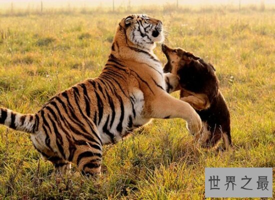 世界上体重最大的肉食性猫科动物西伯利亚虎  全世界只有500头