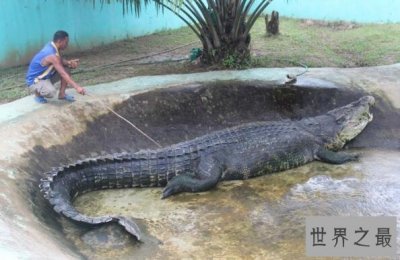 ​世界上最大最凶残的鳄鱼湾鳄，吞食日军1000人