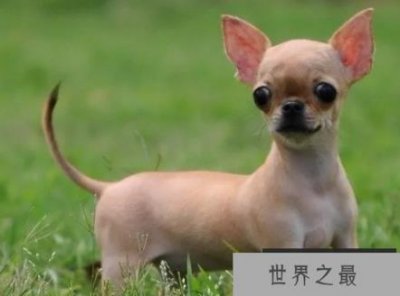 ​世界上最小的犬排名