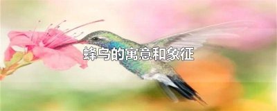 ​蜂鸟象征什么含义 蜂鸟 意义