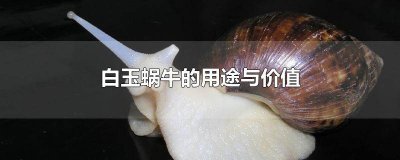 ​白玉蜗牛有什么用途和特点 白玉蜗牛有哪些用途