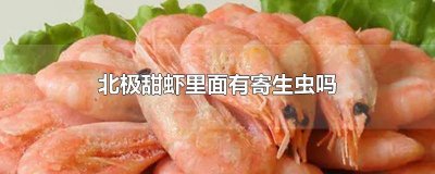 ​北极虾有虫子 北极虾可以生吃吗会不会有寄生虫