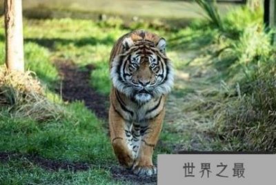 ​世界上最小的老虎，苏门答腊雄虎体重仅100-150公斤