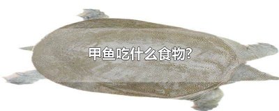 ​甲鱼吃什么食物啊视频 甲鱼吃什么食物啊图片