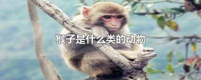 ​猴子是属于什么类动物 猴子属于什么动物什么类