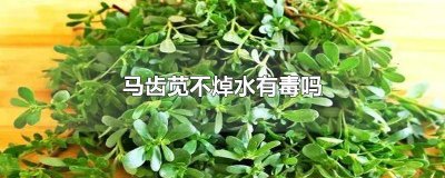 ​马齿苋一定要焯水才能吃吗 马齿苋吃之前用不用焯水