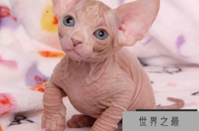 ​世界上最具个性的猫：加拿大无毛猫，你敢撸吗？