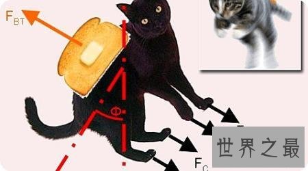 黄油猫悖论是什么东西？虚假的理论博取关注度罢了