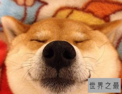 ​柴犬和秋田犬的区别看不出？速速看过来吧！