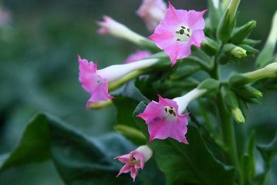 ​烟草花长什么样子图片（奇特的烟草花和烟草关系不大）