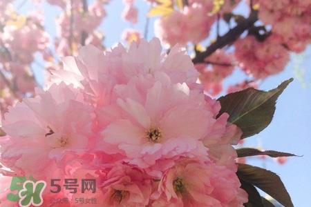 清明节可以说节日快乐吗？清明节能说节日快乐吗？