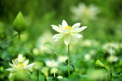 ​夏至日是几月几日 夏至的来历和风俗