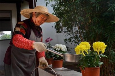 ​烟灰水可以浇花吗 烟灰水可以浇花去虫