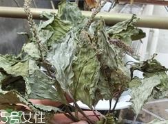 猪肚菜的营养价值_猪肚菜的功效与作用及食用方法