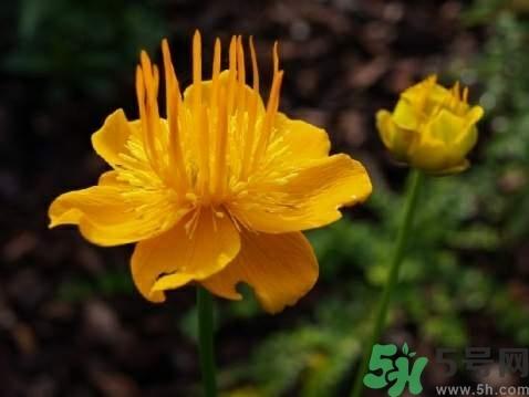 金莲花怎么泡水喝?金莲花泡水喝的功效与作用