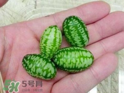​迷你拇指西瓜怎么种？迷你西瓜种植方法