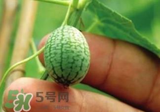 迷你拇指西瓜怎么种？迷你西瓜种植方法
