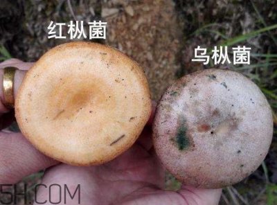 ​枞树菌有点霉了能吃吗？枞树菌能和皮蛋一起吃吗