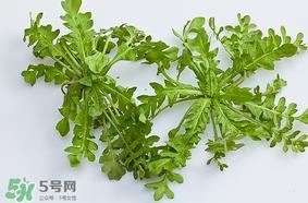 荠菜是什么菜？荠菜是什么野菜？