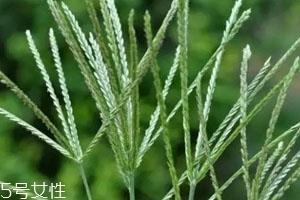 牛筋草怎么吃 牛筋草日常用法