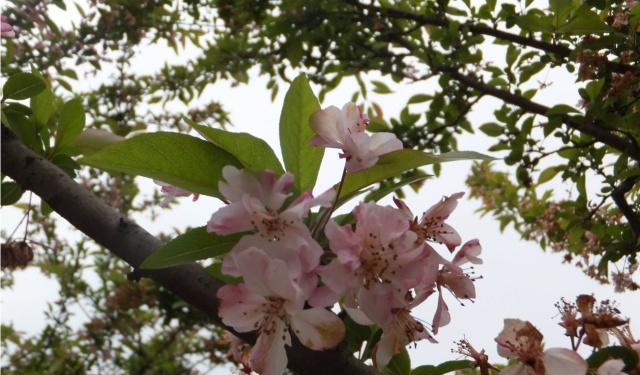 湖南省植物园“樱花雨”，怎一个美字了得