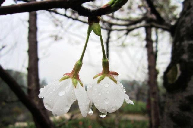 湖南省植物园“樱花雨”，怎一个美字了得