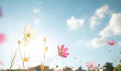 为什么很多人反感预制蛋 要不要买预制蛋