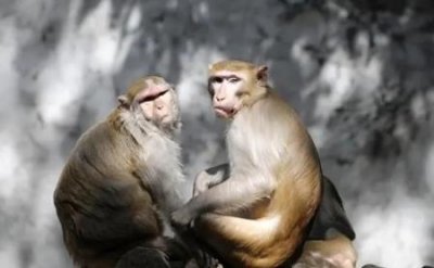 ​最真实的水鬼水猴子强迫人落水当替死鬼