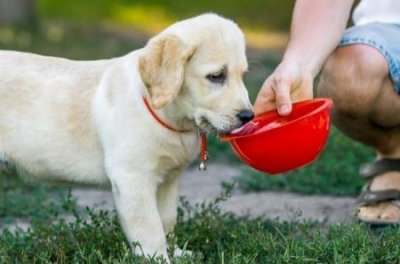 ​边牧为什么叫边境牧羊犬边牧和边境牧羊犬是不是一样