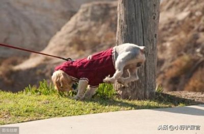 ​告诉你一个谜团，养狗最好养比格犬 比格犬好养活吗？知乎