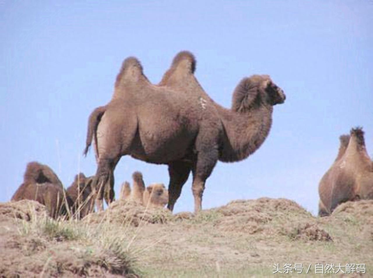 中国珍稀动物——野骆驼