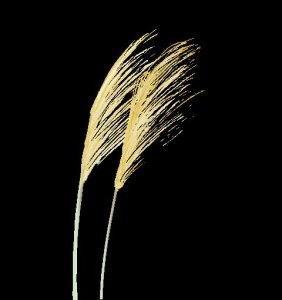 辰星读书/第242天/山高水远江湖再见