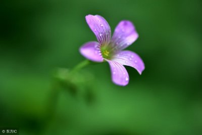 ​经典品读｜冰心：别踩了这朵花