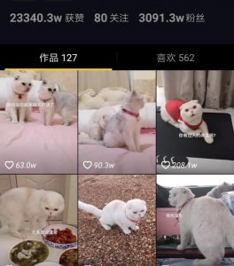 ​抖音“第一网红猫”刘二豆，粉丝高达3000多万，它是怎么火的呢？