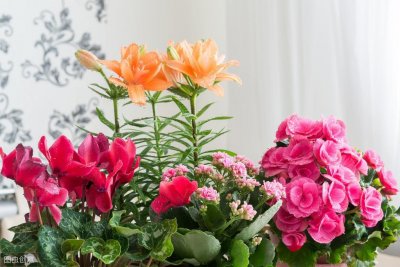 教你制作最简单的矾肥水,不发臭,用来养花叶子绿的似“流油”