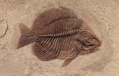 最惨的远古生物,胸脊鲨在交配中变成化石,3.2亿年后仍被人围观