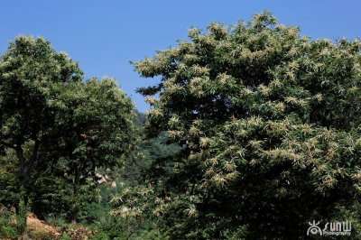 ​雨后，泰山山谷里弥漫着一种神秘的花香，叫人羞于启齿！